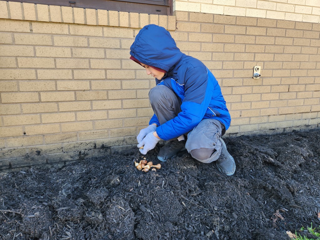 planting 200 tulip bulbs 